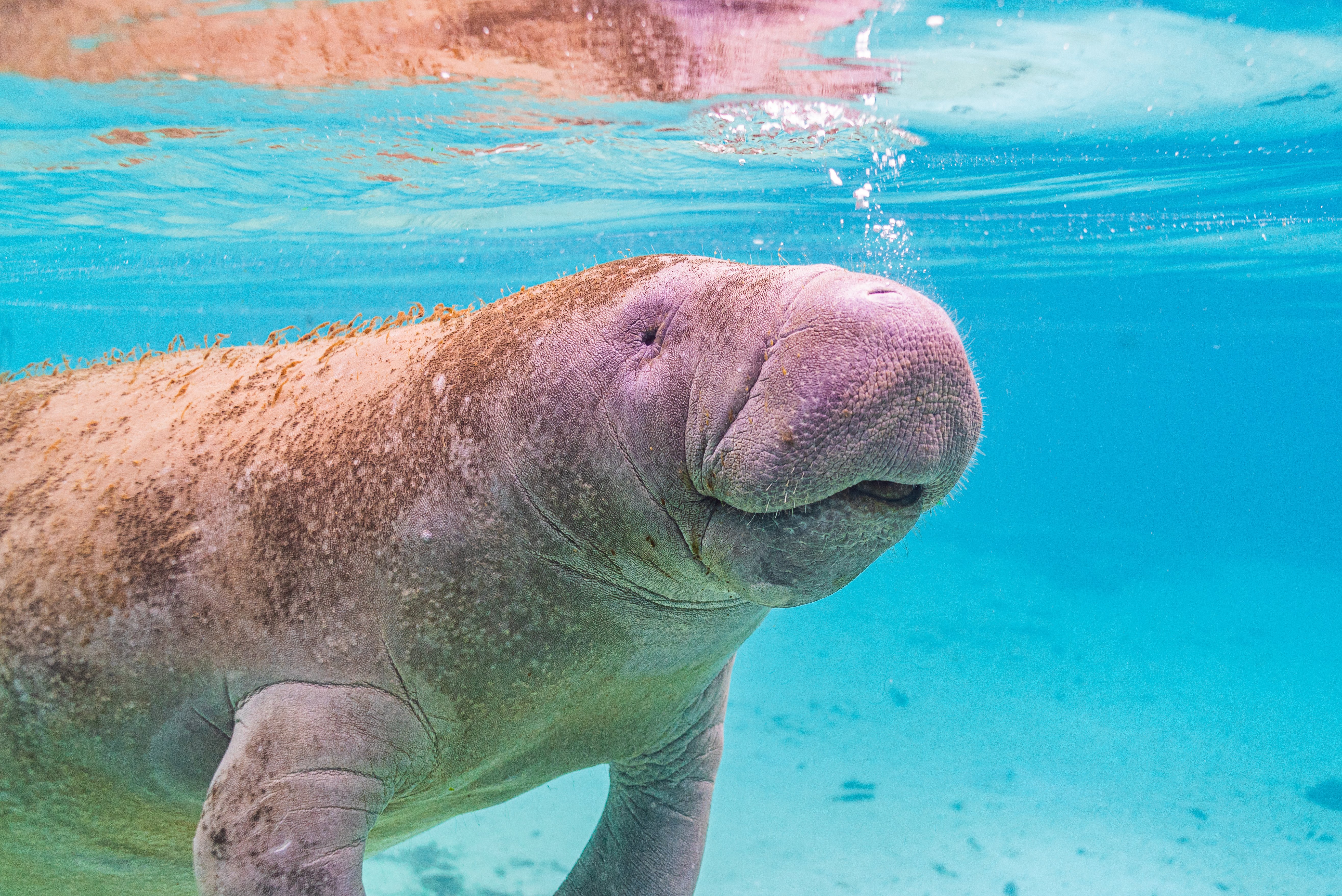 Manatee Appreciation Day: How To Show Appreciation For Manatees Today!