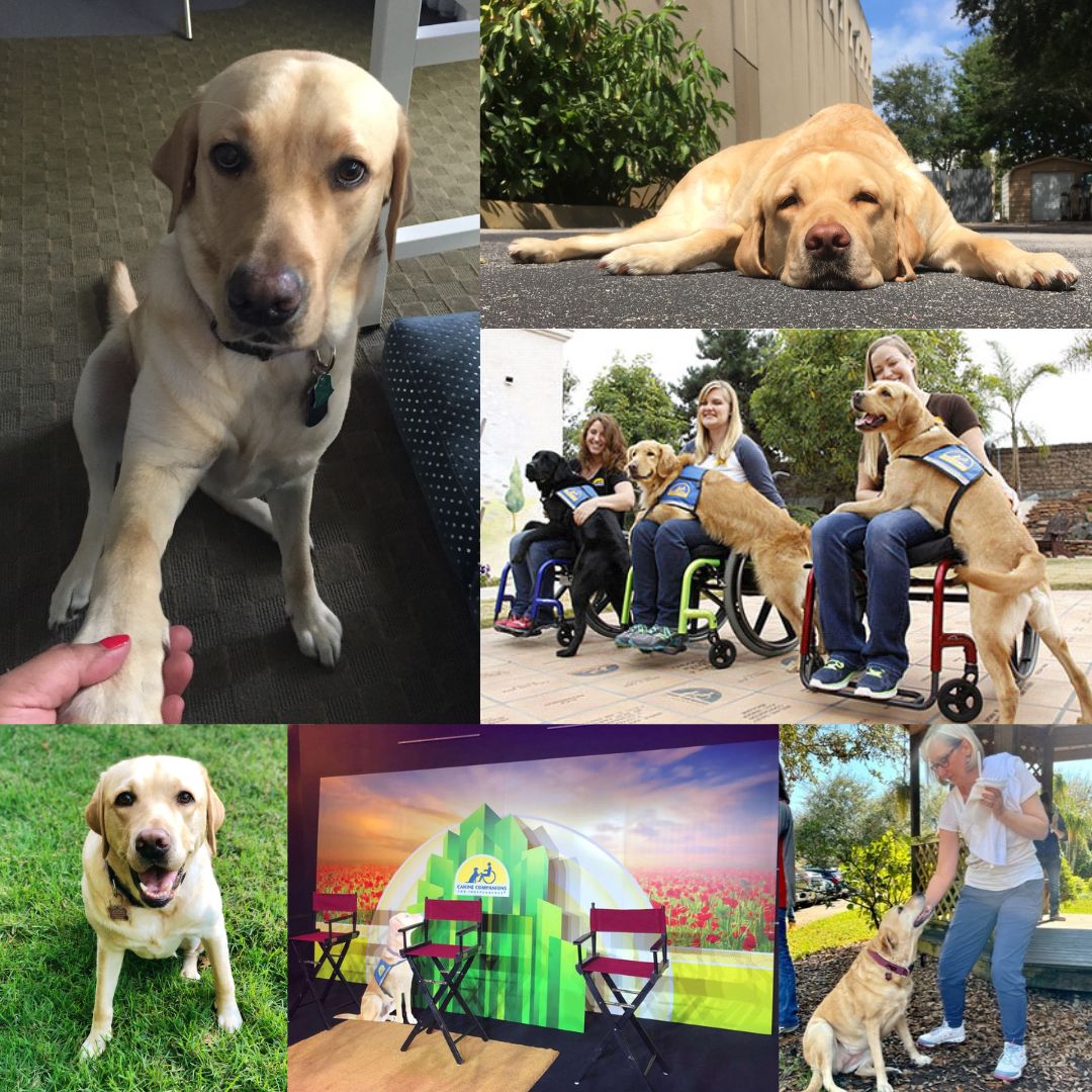 Celebrating National Service Dog Month with a Special Customer Spotlight: Canine Companions!